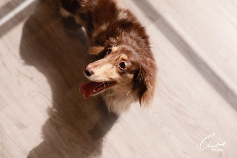 【中壢/住宿】外出遊玩、出國的好選擇 Halo!PET HOTEL 嗨比寵物旅館 (安親、精品、寵物美容) - 第12張圖 1J6A8510-2 拷貝