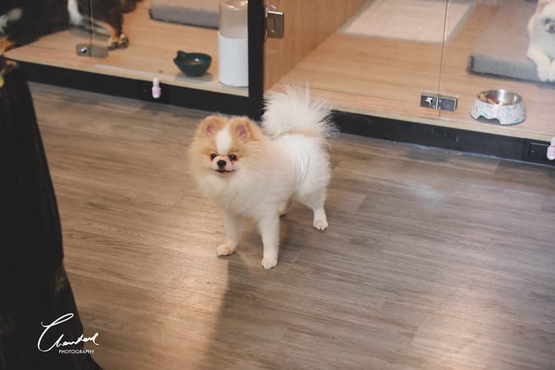【中壢/住宿】外出遊玩、出國的好選擇 Halo!PET HOTEL 嗨比寵物旅館 (安親、精品、寵物美容) - 第17張圖 1J6A8529-2 拷貝