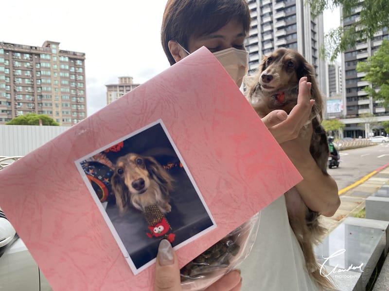 【中壢/住宿】外出遊玩、出國的好選擇 Halo!PET HOTEL 嗨比寵物旅館 (安親、精品、寵物美容) - 第36張圖 IMG_2342 拷貝