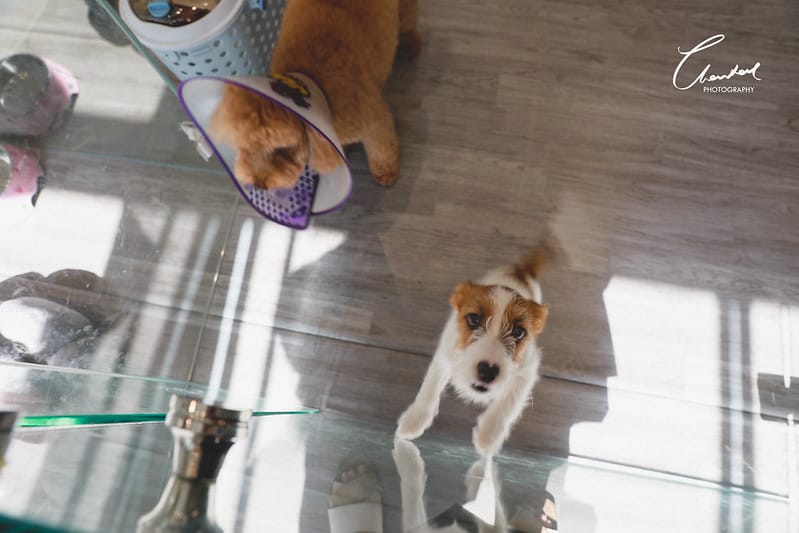 【中壢/住宿】外出遊玩、出國的好選擇 Halo!PET HOTEL 嗨比寵物旅館 (安親、精品、寵物美容) - 第8張圖 1J6A8481-2 拷貝