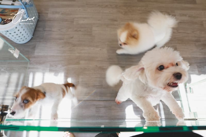 【中壢/住宿】外出遊玩、出國的好選擇 Halo!PET HOTEL 嗨比寵物旅館 (安親、精品、寵物美容) - 第7張圖 1J6A8471-2 拷貝