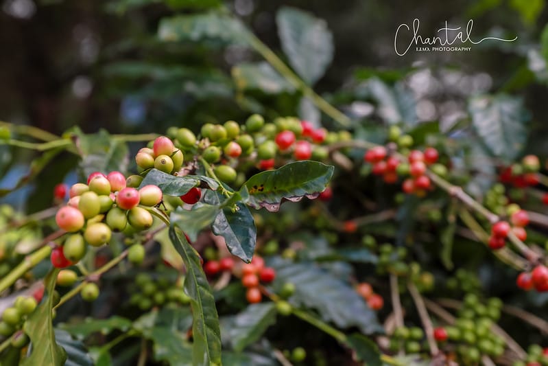 【魚池/咖啡店】群山包圍、俯覽茶園的網紅咖啡店-鹿蒿咖啡莊園 - 第15張圖 1J6A4092-2 拷貝