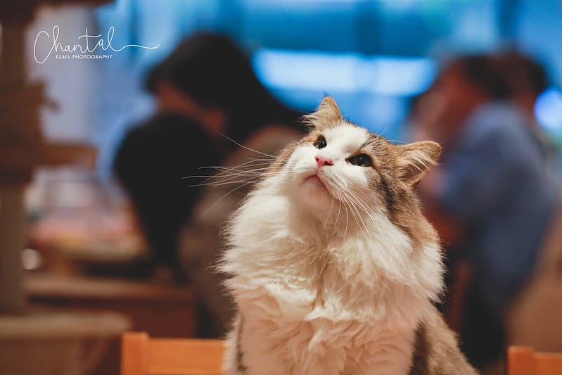 1J6A4625-2 拷貝