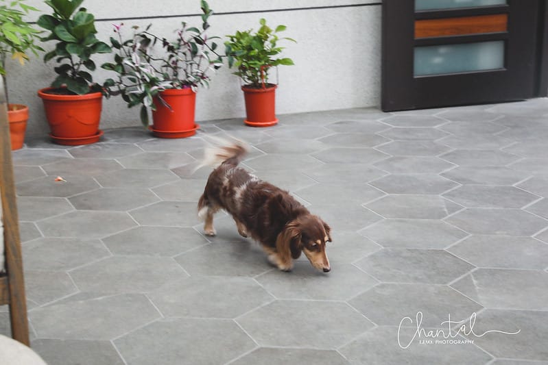 【中興新村/咖啡店】COTD之隱藏在中興新村住宅裡的異國風早午餐店-六千金咖啡six sisters cafe - 第20張圖 1J6A2473-2 拷貝
