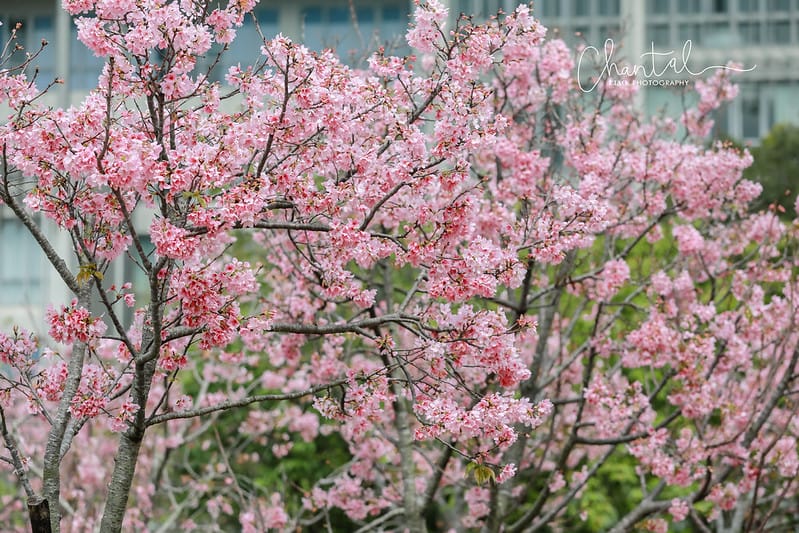 1J6A9371-2拷貝 拷貝