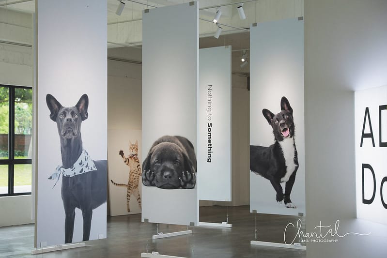 【桃園市/展覽】帶著寵物去看展,浪我送你回家-中途攝影展 (簡單展覽介紹照片分享) - 第23張圖 1J6A1909-2 拷貝