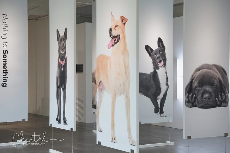 【桃園市/展覽】帶著寵物去看展,浪我送你回家-中途攝影展 (簡單展覽介紹照片分享) - 第11張圖 1J6A1831-2 拷貝