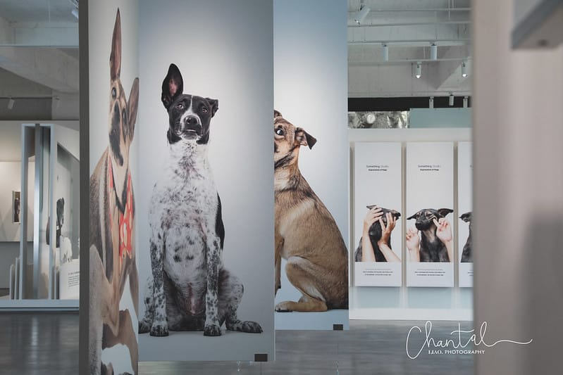 【桃園市/展覽】帶著寵物去看展,浪我送你回家-中途攝影展 (簡單展覽介紹照片分享) - 第16張圖 1J6A1869-2 拷貝