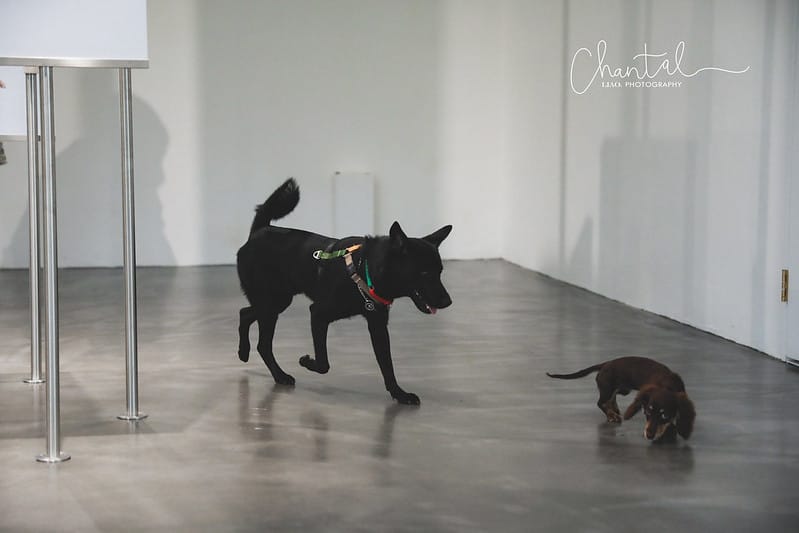 【桃園市/展覽】帶著寵物去看展,浪我送你回家-中途攝影展 (簡單展覽介紹照片分享) - 第36張圖 1J6A1973-2 拷貝