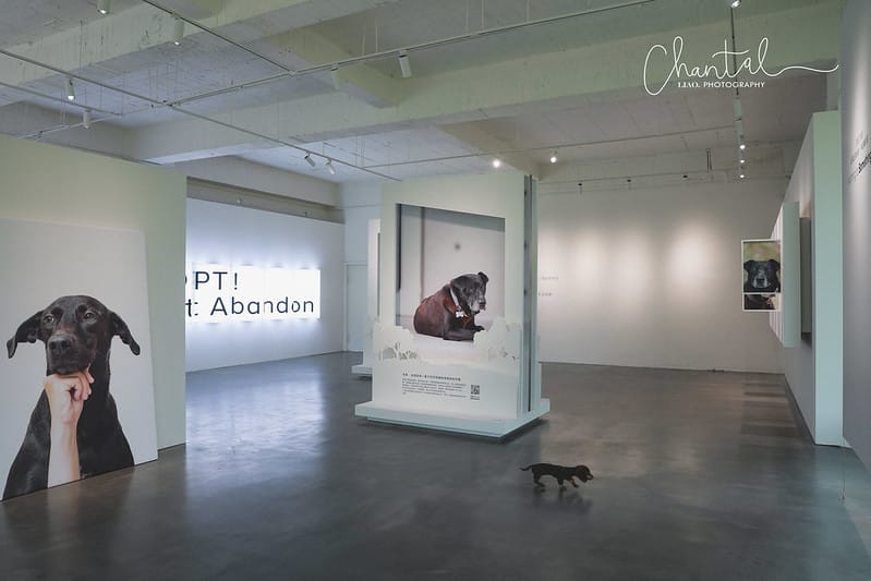 【桃園市/展覽】帶著寵物去看展,浪我送你回家-中途攝影展 (簡單展覽介紹照片分享) - 第6張圖 1J6A1842-2 拷貝