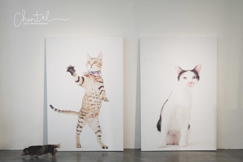 【桃園市/展覽】帶著寵物去看展,浪我送你回家-中途攝影展 (簡單展覽介紹照片分享) - 第24張圖 1J6A1860-2 拷貝