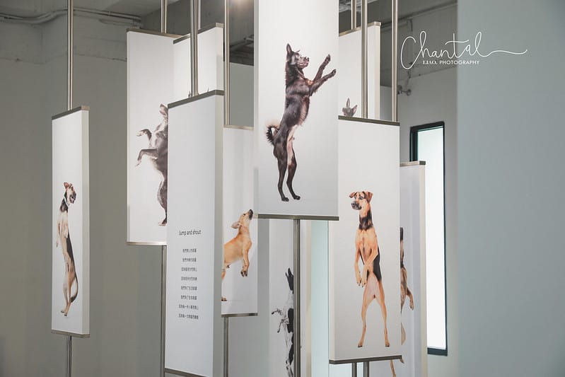 【桃園市/展覽】帶著寵物去看展,浪我送你回家-中途攝影展 (簡單展覽介紹照片分享) - 第15張圖 1J6A1861-2 拷貝