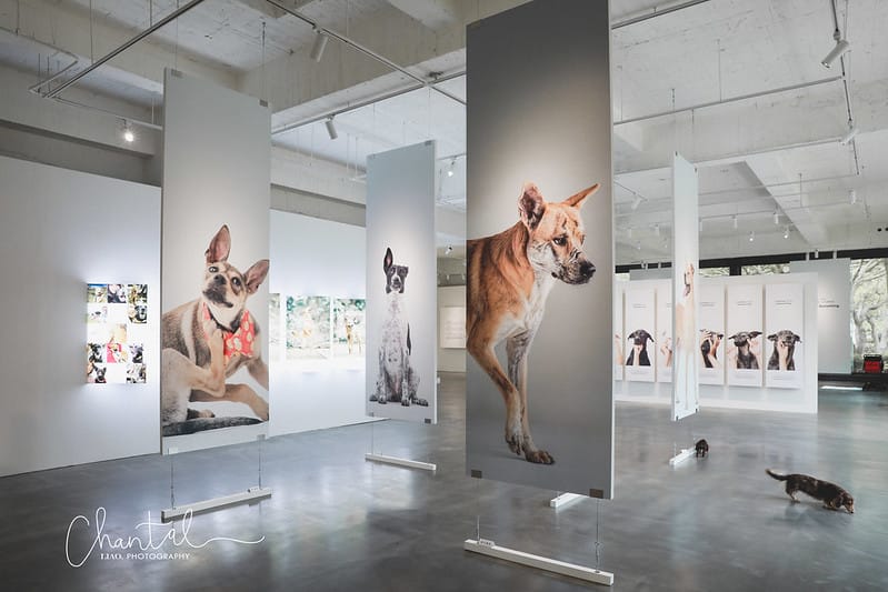 【桃園市/展覽】帶著寵物去看展,浪我送你回家-中途攝影展 (簡單展覽介紹照片分享) - 第17張圖 1J6A1876-2 拷貝