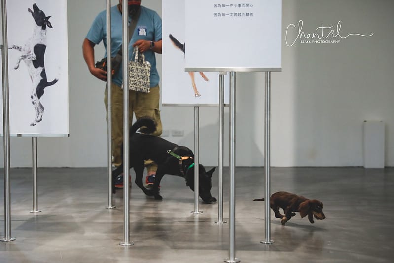 【桃園市/展覽】帶著寵物去看展,浪我送你回家-中途攝影展 (簡單展覽介紹照片分享) - 第35張圖 1J6A1970-2 拷貝