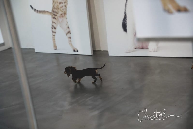 【桃園市/展覽】帶著寵物去看展,浪我送你回家-中途攝影展 (簡單展覽介紹照片分享) - 第31張圖 1J6A1871-2 拷貝