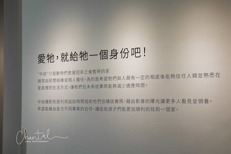 【桃園市/展覽】帶著寵物去看展,浪我送你回家-中途攝影展 (簡單展覽介紹照片分享) - 第26張圖 1J6A1896-2 拷貝