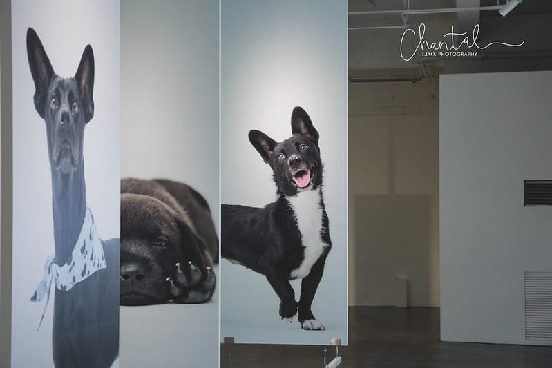 【桃園市/展覽】帶著寵物去看展,浪我送你回家-中途攝影展 (簡單展覽介紹照片分享) - 第13張圖 1J6A1848-2 拷貝