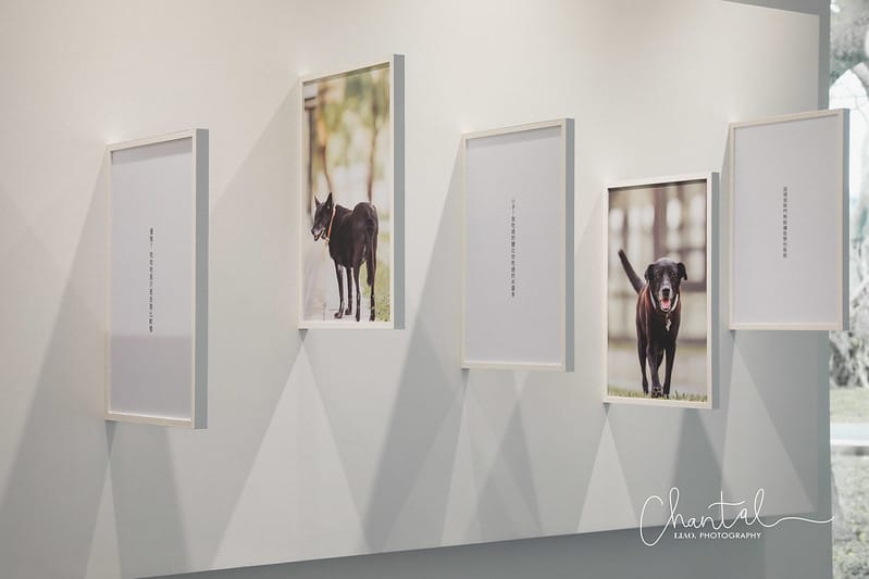 【桃園市/展覽】帶著寵物去看展,浪我送你回家-中途攝影展 (簡單展覽介紹照片分享) - 第20張圖 1J6A1894-2 拷貝