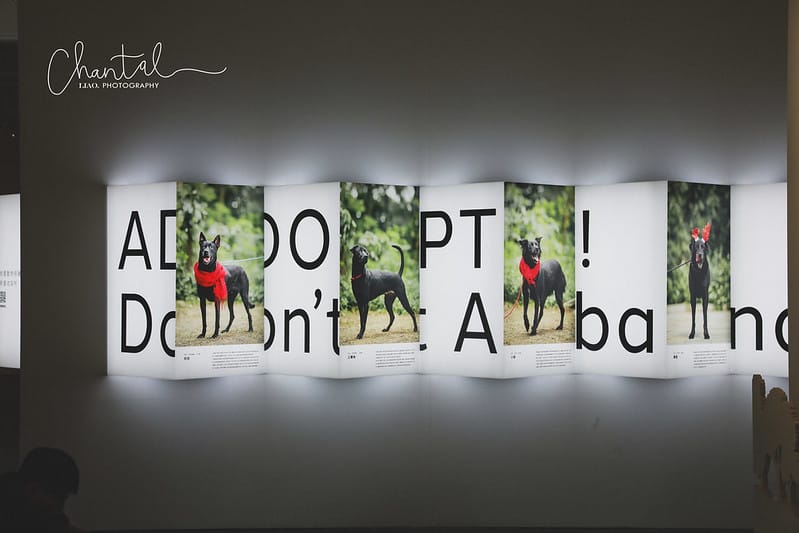 【桃園市/展覽】帶著寵物去看展,浪我送你回家-中途攝影展 (簡單展覽介紹照片分享) - 第21張圖 1J6A1898-2 拷貝