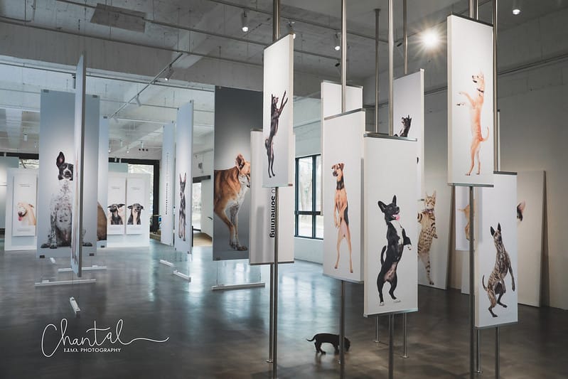 【桃園市/展覽】帶著寵物去看展,浪我送你回家-中途攝影展 (簡單展覽介紹照片分享) - 第30張圖 1J6A1867-2 拷貝