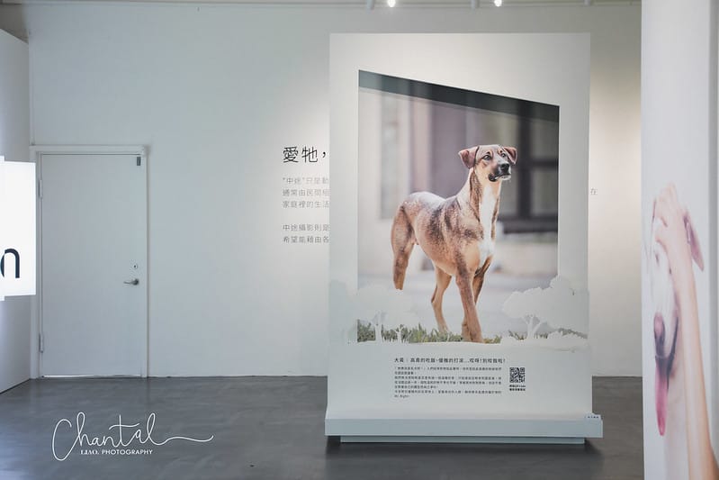 【桃園市/展覽】帶著寵物去看展,浪我送你回家-中途攝影展 (簡單展覽介紹照片分享) - 第25張圖 1J6A1891-2 拷貝