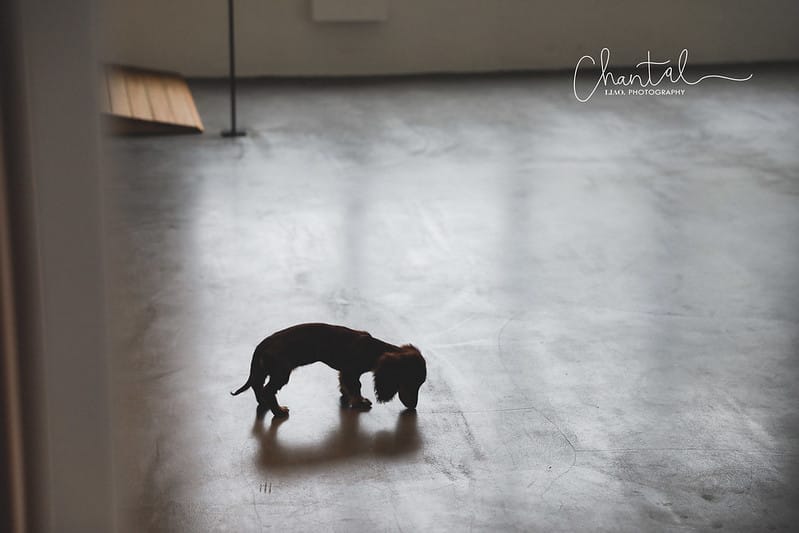 【桃園市/展覽】帶著寵物去看展,浪我送你回家-中途攝影展 (簡單展覽介紹照片分享) - 第29張圖 1J6A1853-2 拷貝