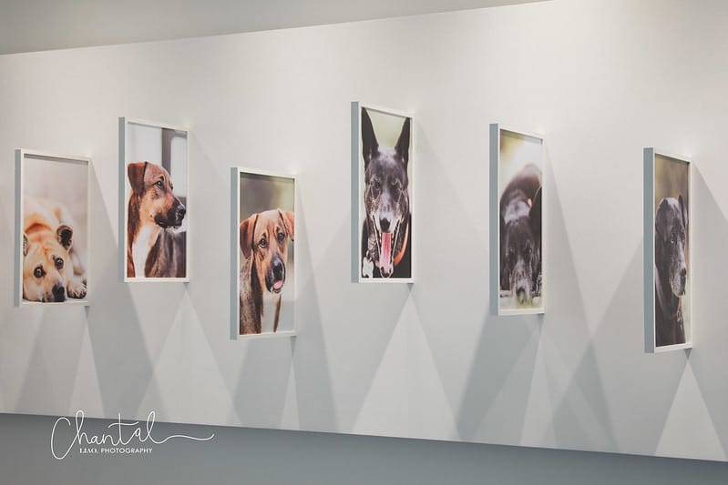 【桃園市/展覽】帶著寵物去看展,浪我送你回家-中途攝影展 (簡單展覽介紹照片分享) - 第19張圖 1J6A1893-2 拷貝