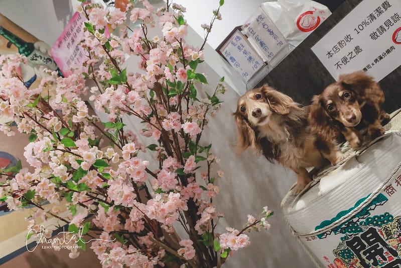 【中和區/永安市場站】寵物也能一起吃壽司的-美術系壽司 x 烤滿分燒肉店(四號公園店) - 第7張圖 1J6A1209-2 拷貝