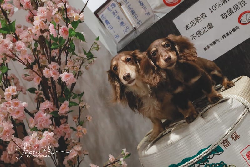 【中和區/永安市場站】寵物也能一起吃壽司的-美術系壽司 x 烤滿分燒肉店(四號公園店) - 第6張圖 1J6A1207-2 拷貝