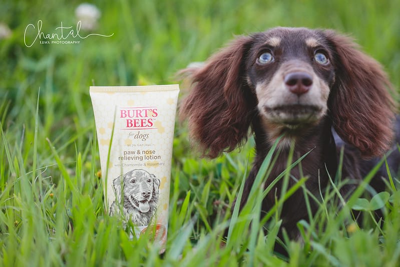 托托開箱 NATURE’s best for your pets- BURT’S BEES 蜜淨賦活再生修復乳、洋甘菊淚痕消除液、蜂蜜萬用濕紙巾 (廠商邀約) - 第3張圖 _J6A1796-2 拷貝