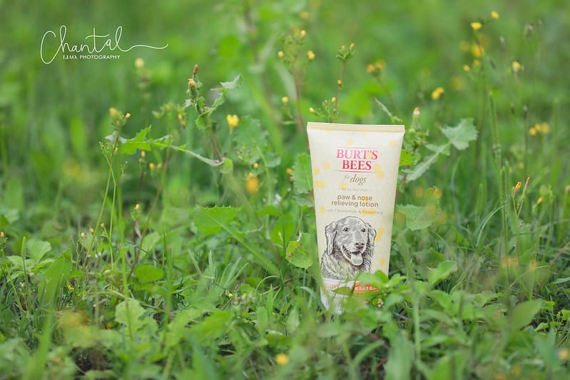 托托開箱 NATURE’s best for your pets- BURT’S BEES 蜜淨賦活再生修復乳、洋甘菊淚痕消除液、蜂蜜萬用濕紙巾 (廠商邀約) - 第6張圖 1J6A1681-2 拷貝