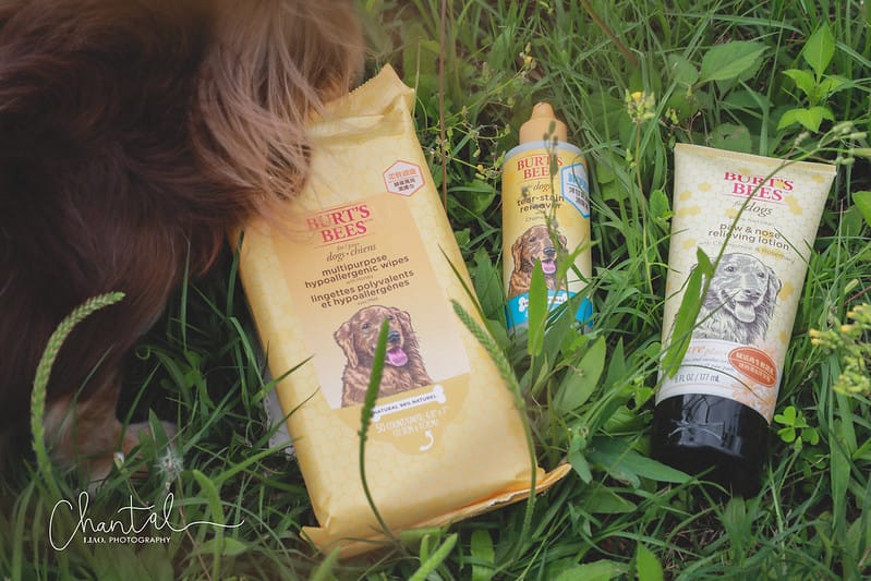 托托開箱 NATURE’s best for your pets- BURT’S BEES 蜜淨賦活再生修復乳、洋甘菊淚痕消除液、蜂蜜萬用濕紙巾 (廠商邀約) - 第10張圖 1J6A1674-2 拷貝