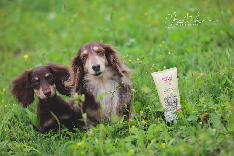 托托開箱 NATURE’s best for your pets- BURT’S BEES 蜜淨賦活再生修復乳、洋甘菊淚痕消除液、蜂蜜萬用濕紙巾 (廠商邀約) - 第5張圖 1J6A1707-2 拷貝