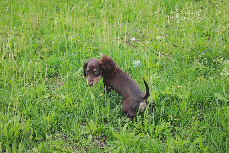 托托開箱 NATURE’s best for your pets- BURT’S BEES 蜜淨賦活再生修復乳、洋甘菊淚痕消除液、蜂蜜萬用濕紙巾 (廠商邀約) - 第15張圖 1J6A1663-2 拷貝