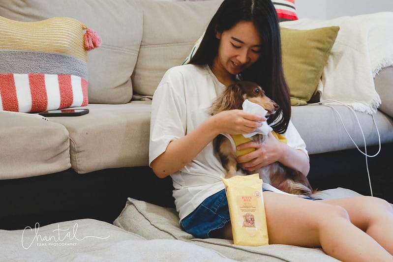 托托開箱 NATURE’s best for your pets- BURT’S BEES 蜜淨賦活再生修復乳、洋甘菊淚痕消除液、蜂蜜萬用濕紙巾 (廠商邀約) - 第13張圖 _J6A4147-2 拷貝