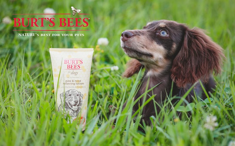 托托開箱 NATURE’s best for your pets- BURT’S BEES 蜜淨賦活再生修復乳、洋甘菊淚痕消除液、蜂蜜萬用濕紙巾 (廠商邀約) - 第1張圖 封面