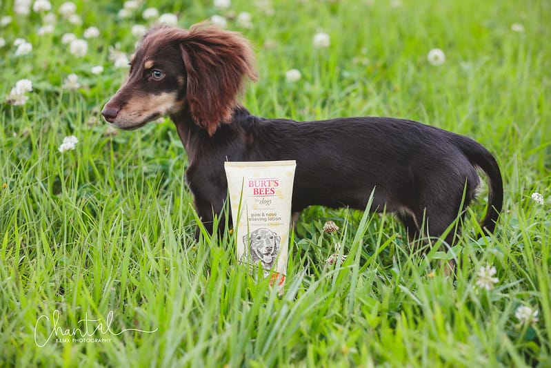 托托開箱 NATURE’s best for your pets- BURT’S BEES 蜜淨賦活再生修復乳、洋甘菊淚痕消除液、蜂蜜萬用濕紙巾 (廠商邀約) - 第4張圖 _J6A1808-2 拷貝