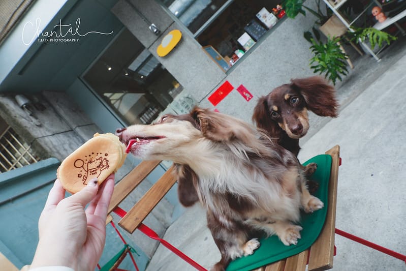 【西區/精誠商圈】毛小孩也可以吃的雞蛋糕-DOGHOOD逗戶雞蛋糕 - 第18張圖 _J6A7624-2 拷貝