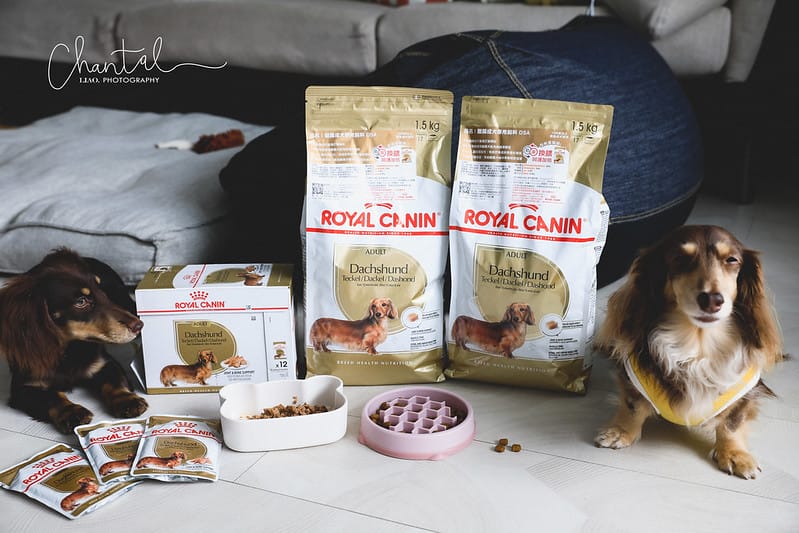 托托開箱專為品種犬打造的法國皇家ROYAL CANIN品種飼料,臘腸犬專用濕糧、臘腸犬專用乾糧飼料推薦 (廠商邀約) - 第3張圖 _J6A6566-2 拷貝
