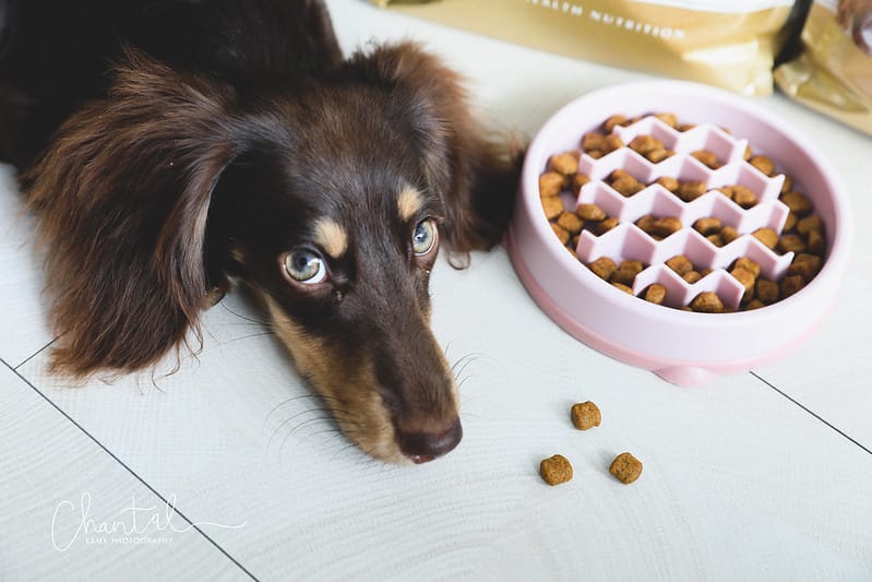 托托開箱專為品種犬打造的法國皇家ROYAL CANIN品種飼料,臘腸犬專用濕糧、臘腸犬專用乾糧飼料推薦 (廠商邀約) - 第5張圖 _J6A6571-2 拷貝