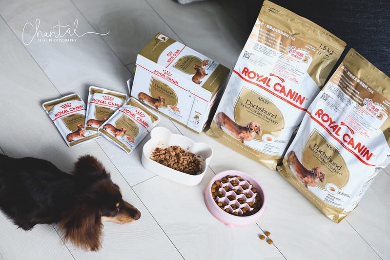 托托開箱專為品種犬打造的法國皇家ROYAL CANIN品種飼料,臘腸犬專用濕糧、臘腸犬專用乾糧飼料推薦 (廠商邀約) - 第9張圖 _J6A6561-2 拷貝