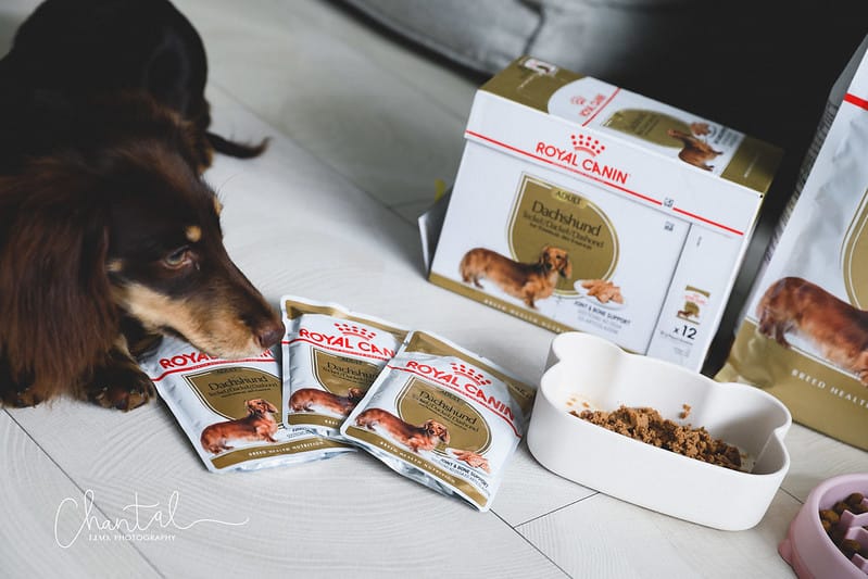托托開箱專為品種犬打造的法國皇家ROYAL CANIN品種飼料,臘腸犬專用濕糧、臘腸犬專用乾糧飼料推薦 (廠商邀約) - 第7張圖 _J6A6568-2 拷貝