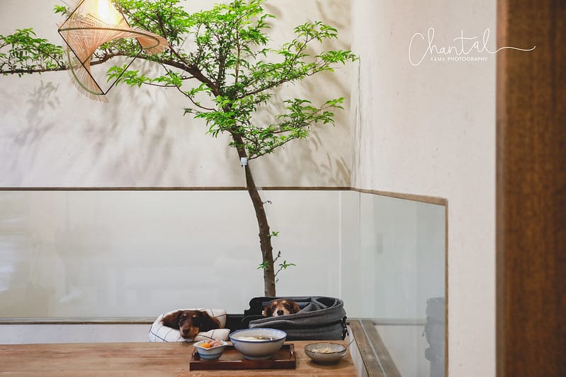 【中山區/雙連站】台北最文青、禪意滿滿的傳統豆花店-榕美樹館 (原榕豆花) - 第4張圖 _J6A4647-2 拷貝