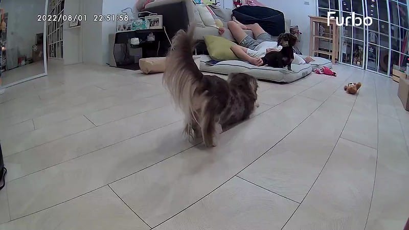 托托開箱Furbo狗狗攝影機-360度版,讓我們永不錯過毛孩的任何一刻 (廠商邀約)