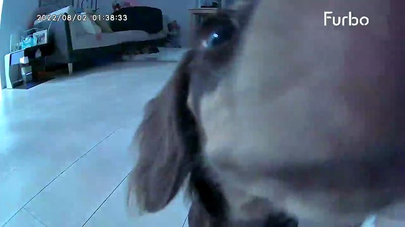 托托開箱Furbo狗狗攝影機-360度版,讓我們永不錯過毛孩的任何一刻 (廠商邀約) - 第21張圖 托托開箱Furbo狗狗攝影機-360度版,讓我們永不錯過毛孩的任何一刻 (廠商邀約)