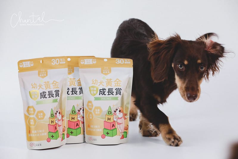托托開箱托托醬醬的日常保養-毛起來幼犬黃金成長賞、銀養好活力賞、呼吸道養氣賞、魚油 (廠商邀約) - 第6張圖 _J6A2228拷貝-2 拷貝