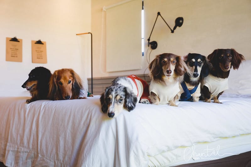 【楠梓/住宿】不只是寵物友善住宿,來到高雄千萬不能錯過的-DOGEHER 多野樂旅館餐廳寵物美容寵物泳池 上篇 (房間、館內設施) - 第67張圖 _J6A5561-2 拷貝