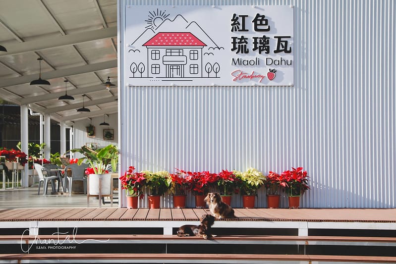 【大湖鄉/景點、咖啡店】環境大又漂亮,心中第一的草莓莊園-紅色琉璃瓦草莓園 & SUHU Café 舒服生活 - 第4張圖 _J6A0095-2 拷貝