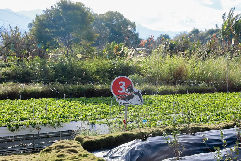 【大湖鄉/景點、咖啡店】環境大又漂亮,心中第一的草莓莊園-紅色琉璃瓦草莓園 & SUHU Café 舒服生活 - 第40張圖 _J6A0200-2 拷貝