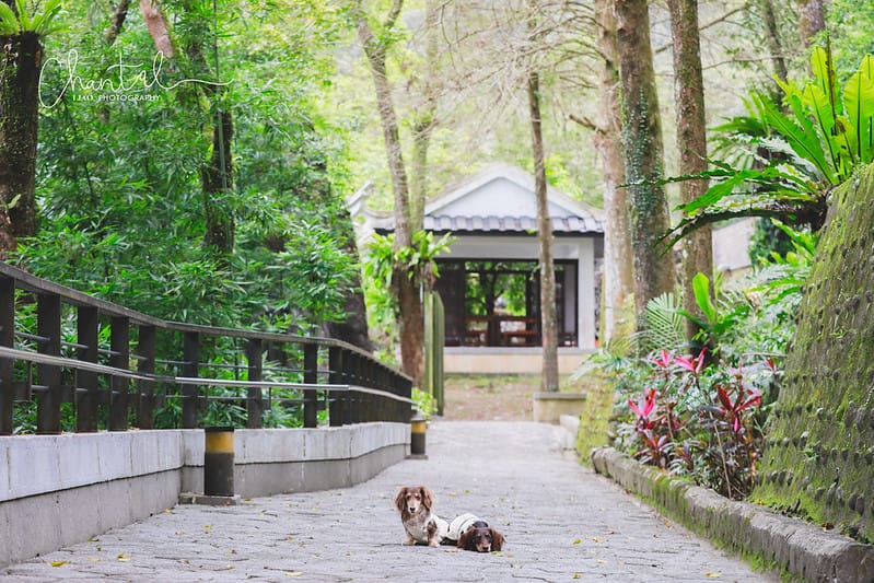 【坪林/景點】超美閩南安溪風格的四合院建築;寵物超友善的小橋流水中式庭院-坪林茶業博物館 - 第11張圖 _J6A9135-2 拷貝